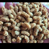 آلو آلوچه لواشک زرشک گیلاس آلبالو کشمش عناب توت|خوردنی و آشامیدنی|مشهد, هنرور|دیوار