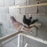 کفتر|پرنده|سیرجان, |دیوار