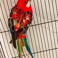 جفت رزیلا شرقی مولد واقعی