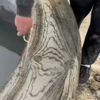 سیمان بری  به روز  وبا طراحی باغ