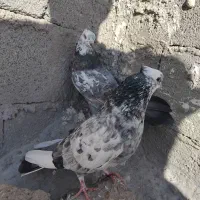 کبوتر تهرانی