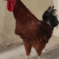 خروس چهل تاج|حیوانات مزرعه|مشهد, سیلو|دیوار