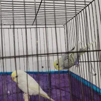 مرغ عشق جوان|پرنده|شادگان, |دیوار