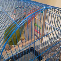 طوطی گیرینچیک