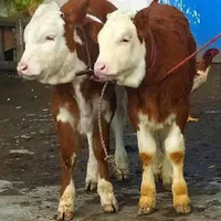 برای قیمت انواع گوساله سبک‌‌‌فقط تماس بگیرد|حیوانات مزرعه|بندر ترکمن, |دیوار