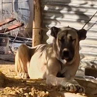 سگ سرابی و آلابای نژاد اصیل