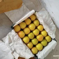 سیب|عمده‌فروشی|سرشیو, |دیوار