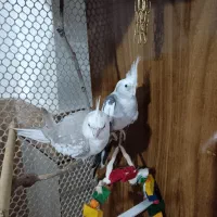 عروسی هلندی جفت تخمگذار