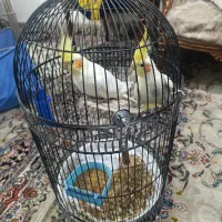 عروس هلندی نر و ماده