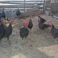 فروش بوقلمون نر و ماده|پرنده|شیراز, برمشور علیا|دیوار