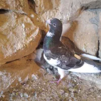 کبوتر