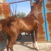 اسب مادیون