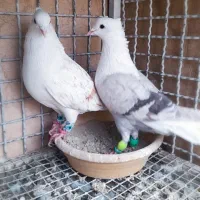 کفتر دوکت|حیوانات|آبیک, |دیوار