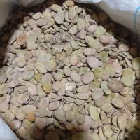 باقلا خشک