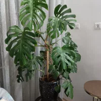 گل برگ انجیری بزرگ