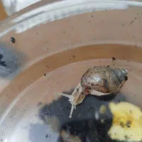 حلزون البینو