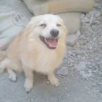 نر و ماده رودان هستش|سگ|بندرعباس, |دیوار