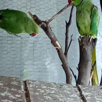 طوطی ملنگو|پرنده|محمودآباد, |دیوار