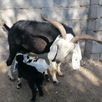 بز دوقلو زا با بزغاله|حیوانات مزرعه|گنبد کاووس, |دیوار