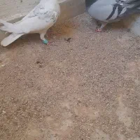 کبوتر|پرنده|فسا, |دیوار