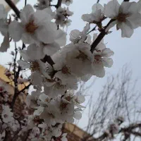 فروش-باغ-بهمن