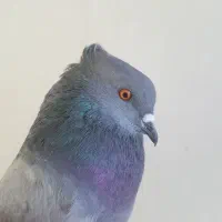 کبوتر سبز|حیوانات|اصفهان, سودان|دیوار