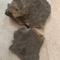 فروش سنگ فسیل سخت پوست