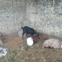 بز افغانی|حیوانات مزرعه|حمیدیه, |دیوار