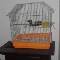 فنچ نر وماده