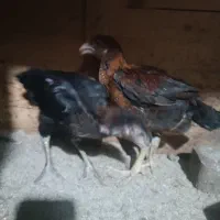 جوجه لاری دوماهه