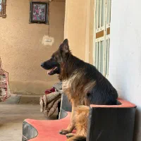 سگ ژرمن|سگ|اصفهان, زیار|دیوار