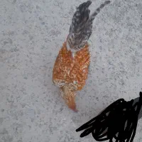 خروس