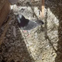 6 تا کبوتر نر فقط ۱۱۰۰|پرنده|پردیس, شهرک صنعتی خرمدشت فاز ۷|دیوار