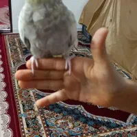 عروس هلندی|پرنده|قرچک, قشلاق جیتو|دیوار