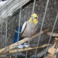 فروش عروس هلندی نرو ماده|پرنده|ری, ظهیرآباد|دیوار