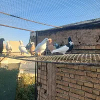 کفتر|پرنده|شیراز, گلشن|دیوار