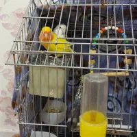 طوطی برزیلی جفت با لوازم|پرنده|امیدیه, |دیوار