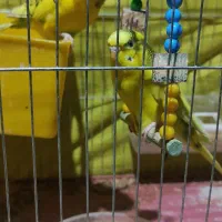 مرغ عشق هلندی با تمام وسایل