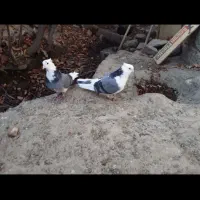 کفتر اصل نرو ماده