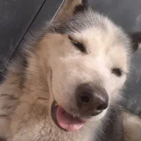 واگذاری سگ هاستینگ ماده