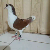 کفتر ساده|پرنده|گلبهار, نوبهار|دیوار