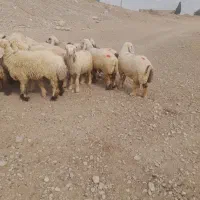 میش،شیشک،روزگاری،|حیوانات مزرعه|افزر, |دیوار