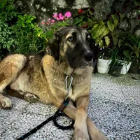 واگذاری رایگان سگ سراب در انزلی و رشت