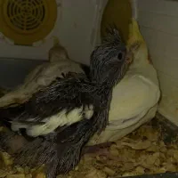 جوجه گرینچیک ۲۵ روزه و جوجه عروس هلندی ۲۰ روزه|پرنده|چمران, |دیوار