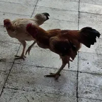 تخم کوشامو(لاری مینیاتوری)