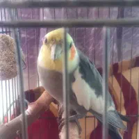 عروس هلندی|پرنده|کرج, شاهین‌ویلا|دیوار