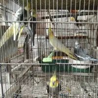 طوطی عروس هلندی جوجه سرلاکی تا بالغ|پرنده|فردیس, سرحد آباد|دیوار