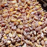 کشمش سایه روشن درجه یک