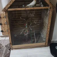 عروس هلندی قفس