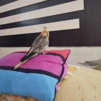 گم شدن عروس هلندی مرواریدی|حیوانات|بهشهر, |دیوار